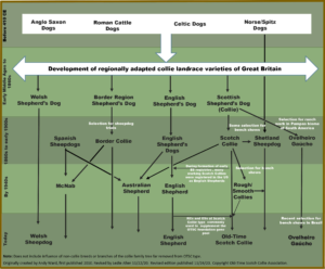 Collie Family Tree